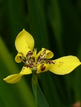 Yellow Walking Iris, Hand of God, Steyermark's Trimezia, Trimezia steyermarkii, (Neomarica longifolia is a common but incorrectly applied name for this species)